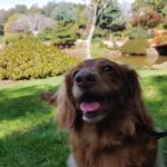 Becoming A Dog Owner (500k Visitor Special)